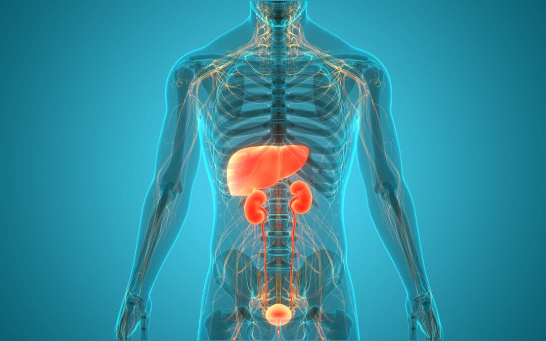 3 Essential Components of Successful Renal and Hepatic Impairment Studies