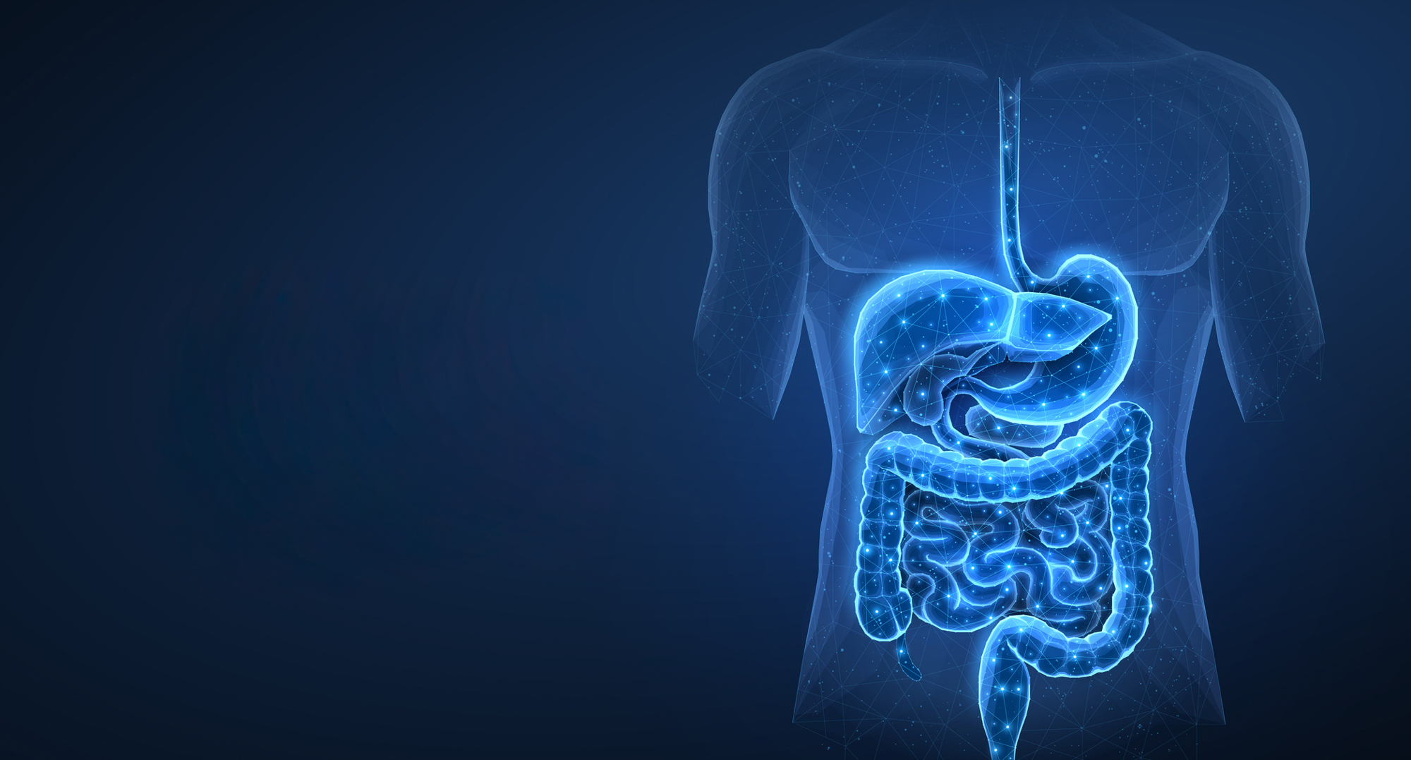 Abstract wireframe intestinal human digestive system. Gut health bowel disease gastrointestinal tract.